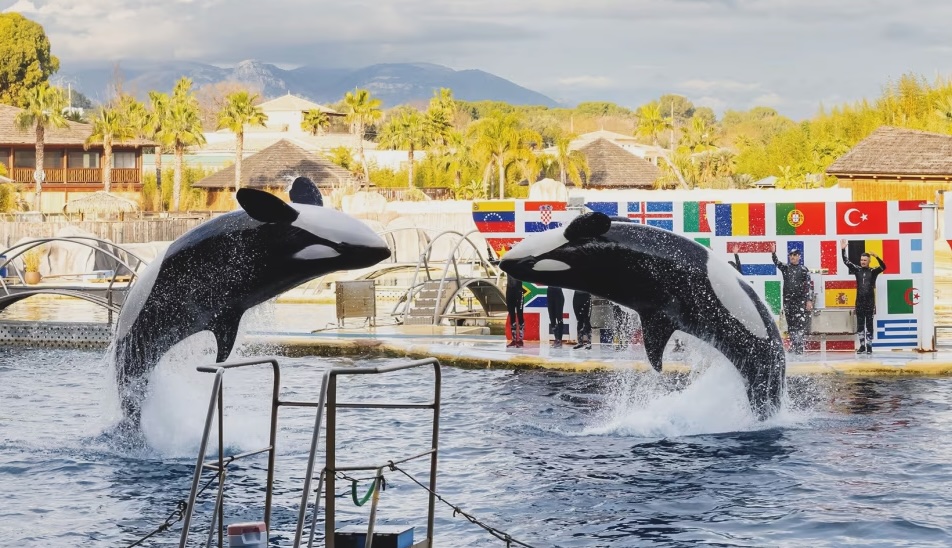Orcas in the French marine park